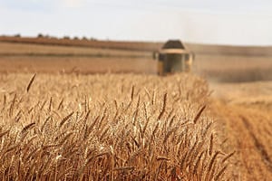 Harvesting a field of wheat