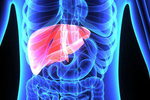 Liver transplant: an X-ray type image showing the position and size of the liver in the human body