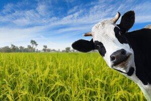 a cow watching you in rice field 